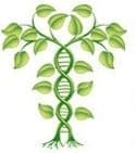 Genetic Genealogy: Connecting Ancestry DNA Tests to Family Trees (5 Sessions)